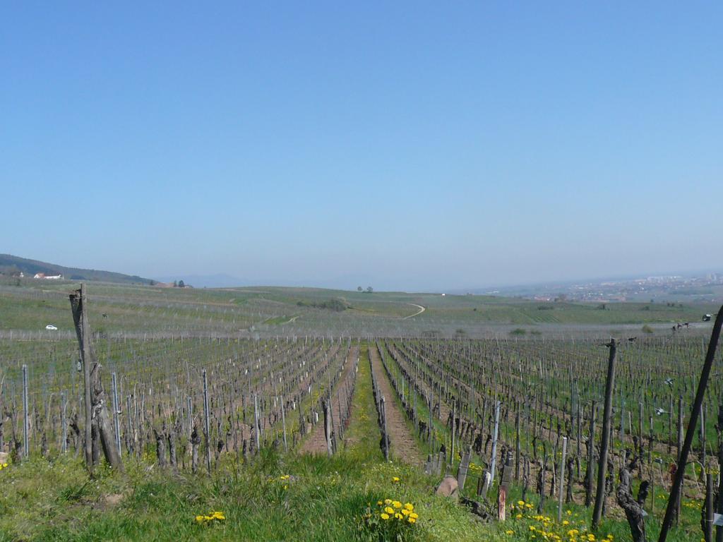 Gite Jasmin Herrlisheim-près-Colmar Exteriör bild